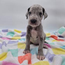 Zeus - Merle male Great Dane puppy in Kannapolis, North Carolina from Carolina Great Danes & Toy Poodles