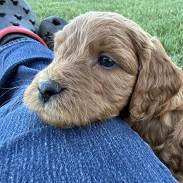 Goldendoodle and Labrador Retriever Puppies from BV Labs & Doodles
