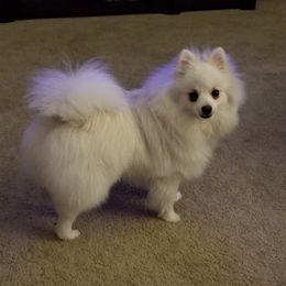 Romeo - Pomeranian