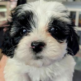 Maverick - White male Havapoo puppy in Searcy, Arkansas from BAK Home Pups