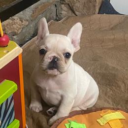 Bixley - Fawn female French Bulldog puppy in Sidney Center, New York from iFrenchi