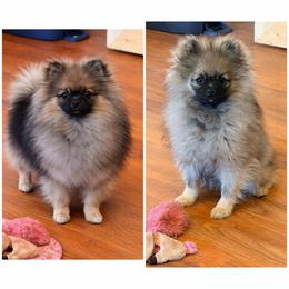 Max - Cream sable male Pomeranian puppy in Grass Lake, Michigan from Chantilly Lace Poms
