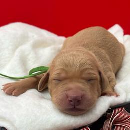 Green collar - Yellow male Labrador Retriever puppy in Heath Springs, South Carolina from Rich Hill Retrievers