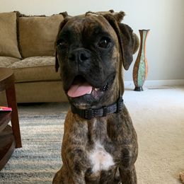 Harley - Boxer