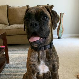 Harley - Boxer