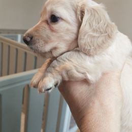 Charly - Cream female Dachshund puppy in Annandale, Minnesota from Weiners on a Hill