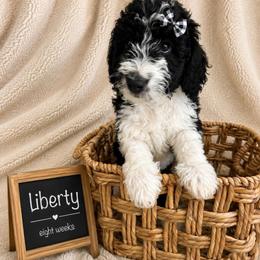 Liberty - Black and white female Aussiedoodle puppy in Eastland, Texas from H5 Mini Doodles
