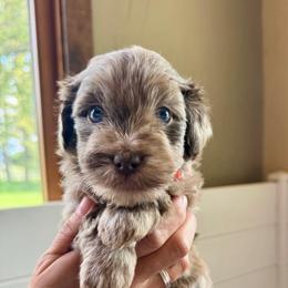 Eclipse - Brown merle male Aussiedoodle puppy in Columbia Falls, Montana from Firefly Aussies & Aussiedoodles