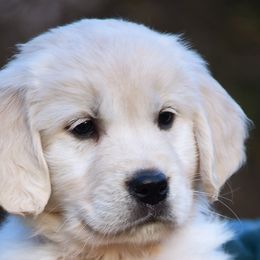 Sally Brown - Golden Retriever puppy from Pinewood Acres Goldens