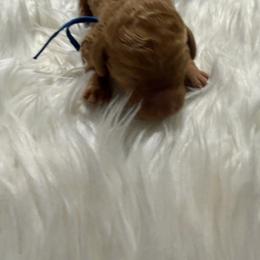 Artemis - Red  male Goldendoodle puppy in Arlington, Texas from Chambers Doodle Patch