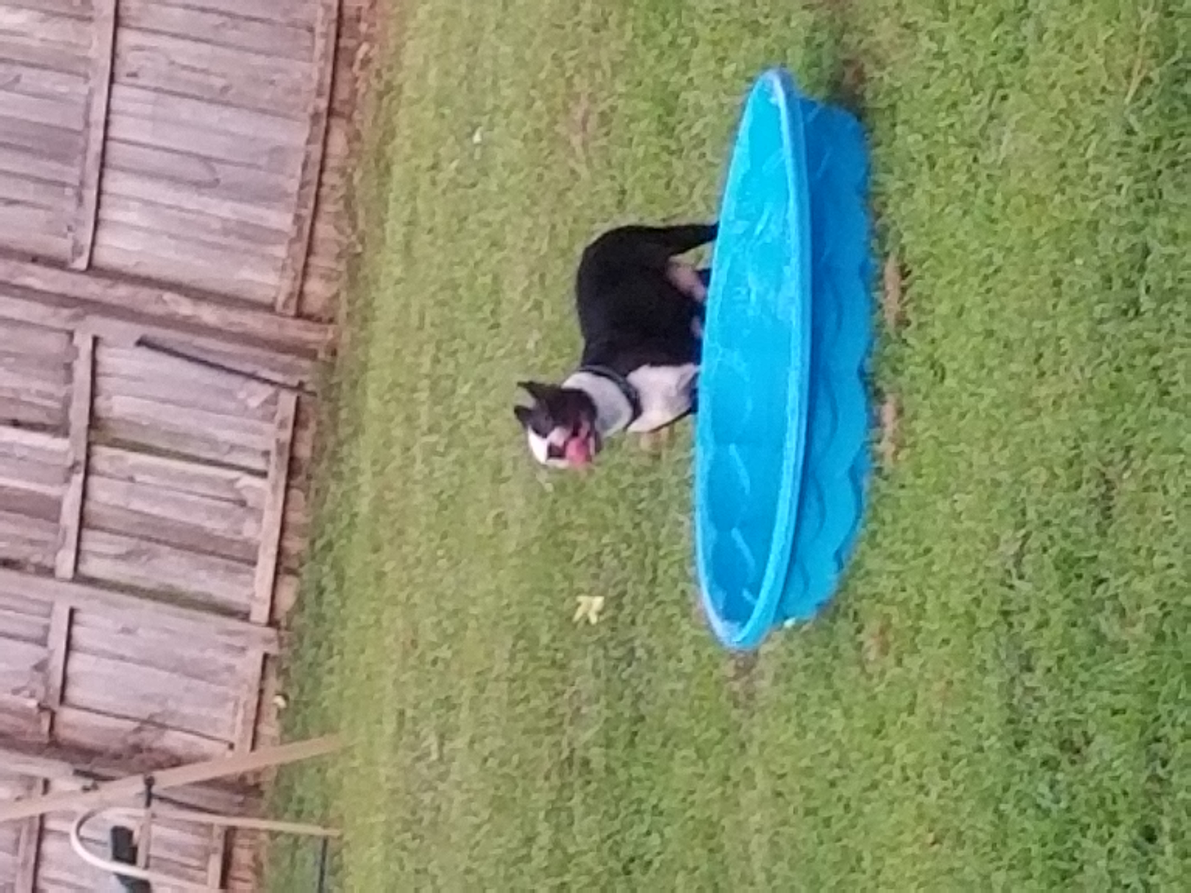 Georgia - Boston Terrier