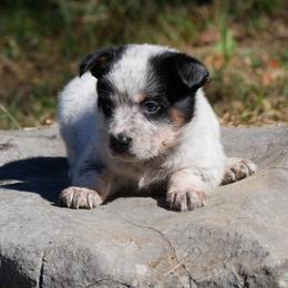 Grandmama - Blue female Australian Cattle Dog puppy in Buffalo Valley, Tennessee from Buffalo Valley Breeders