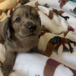 Dachshunds from Six Shooter Minis