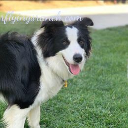 Border Collie Puppies from Flying S Ranch Border Collies