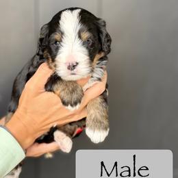 Male 1 - Tri-color male Bernedoodle puppy in Nampa, Idaho from Boise Bernedoodles