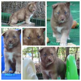 Faolan Male 3 - Red and white male Siberian Husky puppy in Hiawassee, Georgia from Chastains Huskies