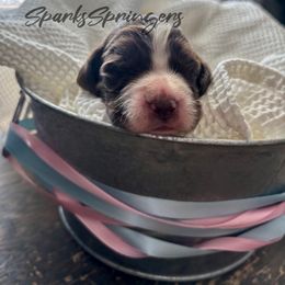English Springer Spaniel Puppies from Sparks Springer Spaniels