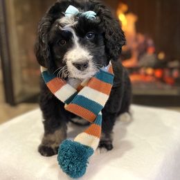 Bernedoodle and Goldendoodle Puppies from Apricot Roots Doodles