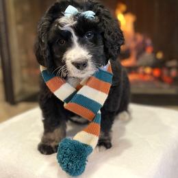 Bernedoodle and Goldendoodle Puppies from Apricot Roots Doodles