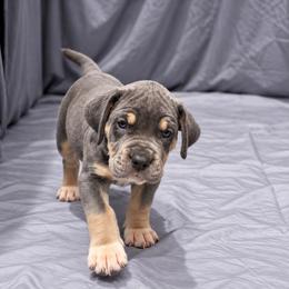 Wednesday Adams - Blue female Great Dane puppy in Montgomery, Texas from KD Sweet Southern Danes