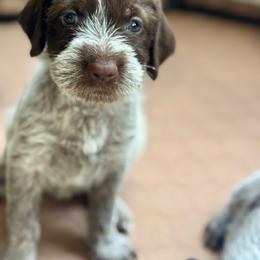 Purple - Brown and gray female Wirehaired Pointing Griffon puppy in Devine, Texas from Tombstone Kennels