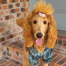 Peaches - Poodle