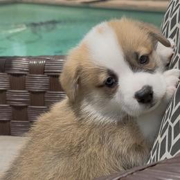 Pembroke Welsh Corgi Puppies from Crown Legacy Pembroke Corgis