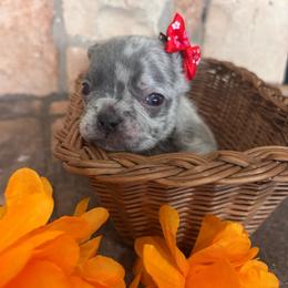 Fluffy blue merel - Blue female French Bulldog puppy in Tucson, Arizona from Furever Friends