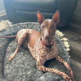 Pinky - Xoloitzcuintli