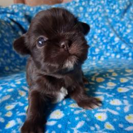 Hershey Kiss - Chocolate female Shih Tzu puppy in Memphis, Tennessee from Lady and the Tramp