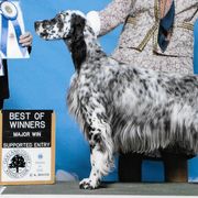 English Setters from Triple Creek English Setters