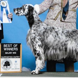 English Setters from Triple Creek English Setters