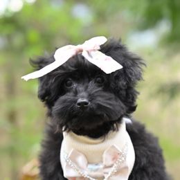 Cavapoo, Cockapoo, and Poodle Puppies from Heavenly Puppies to Love