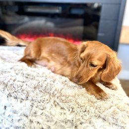 Daisy - Dachshund