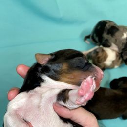 Aussiedoodle, Australian Shepherd, and Toy Australian Shepherd Puppies from Circle B Farms
