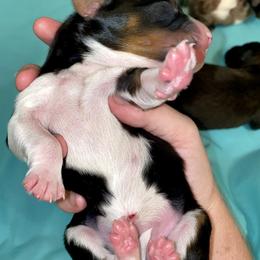 Aussiedoodle, Australian Shepherd, and Toy Australian Shepherd Puppies from Circle B Farms