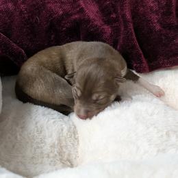 Female 2 - Red and white female Siberian Husky puppy in Coshocton, Ohio from Wyant Farms