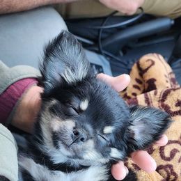 Chihuahua Puppies from Chosen Chihuahuas