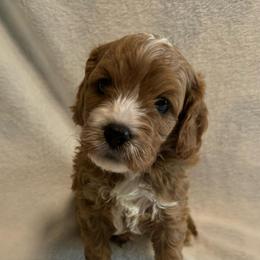 Toby - Brown male Cavapoo puppy in Hallsville, Missouri from Cedar Hill Pups