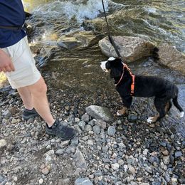 Bernese Mountain Dog Puppies from Lonesome Pine Farm