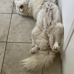 Siberian Husky All Grown Up from Freedom Huskies