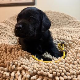 Yellow Girl - Black female Labrador Retriever puppy in North Pole, Alaska from Mulberry Retrievers