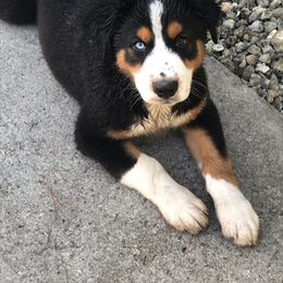 Australian Shepherd All Grown Up from Happily Ever Aussies