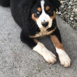 Australian Shepherd All Grown Up from Happily Ever Aussies