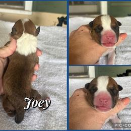 Joey - Red male American Staffordshire Terrier puppy in Marietta, Georgia from Ambition Amstaffs