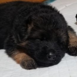 German Shepherds from Haus of Vu von Sven