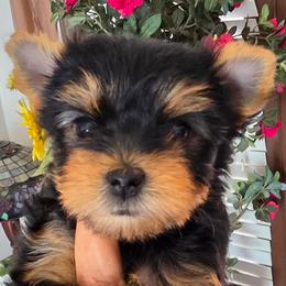 Tinkerbell - Blue and gold female Yorkshire Terrier puppy in Burley, Idaho from Aspen Yorkies