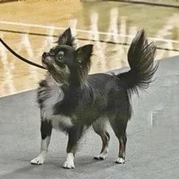Obi - Chihuahua
