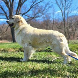 Maple - Golden Retriever