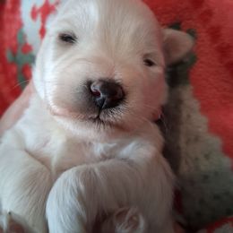 Casper - White male Miniature Schnauzer puppy in Gonzales, Louisiana from Majestic Marvels Schnauzers